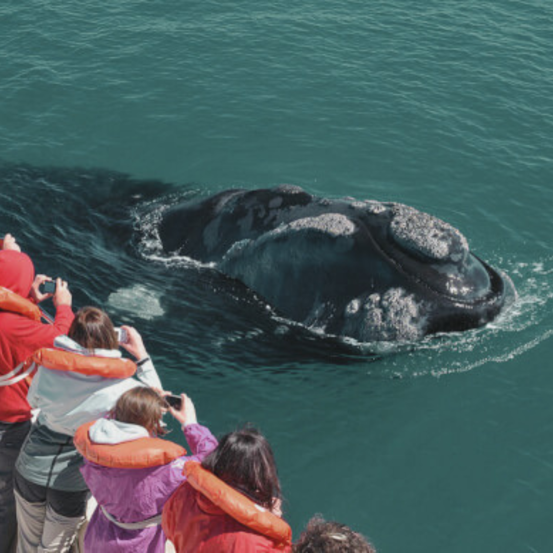 Avistaje de ballenas