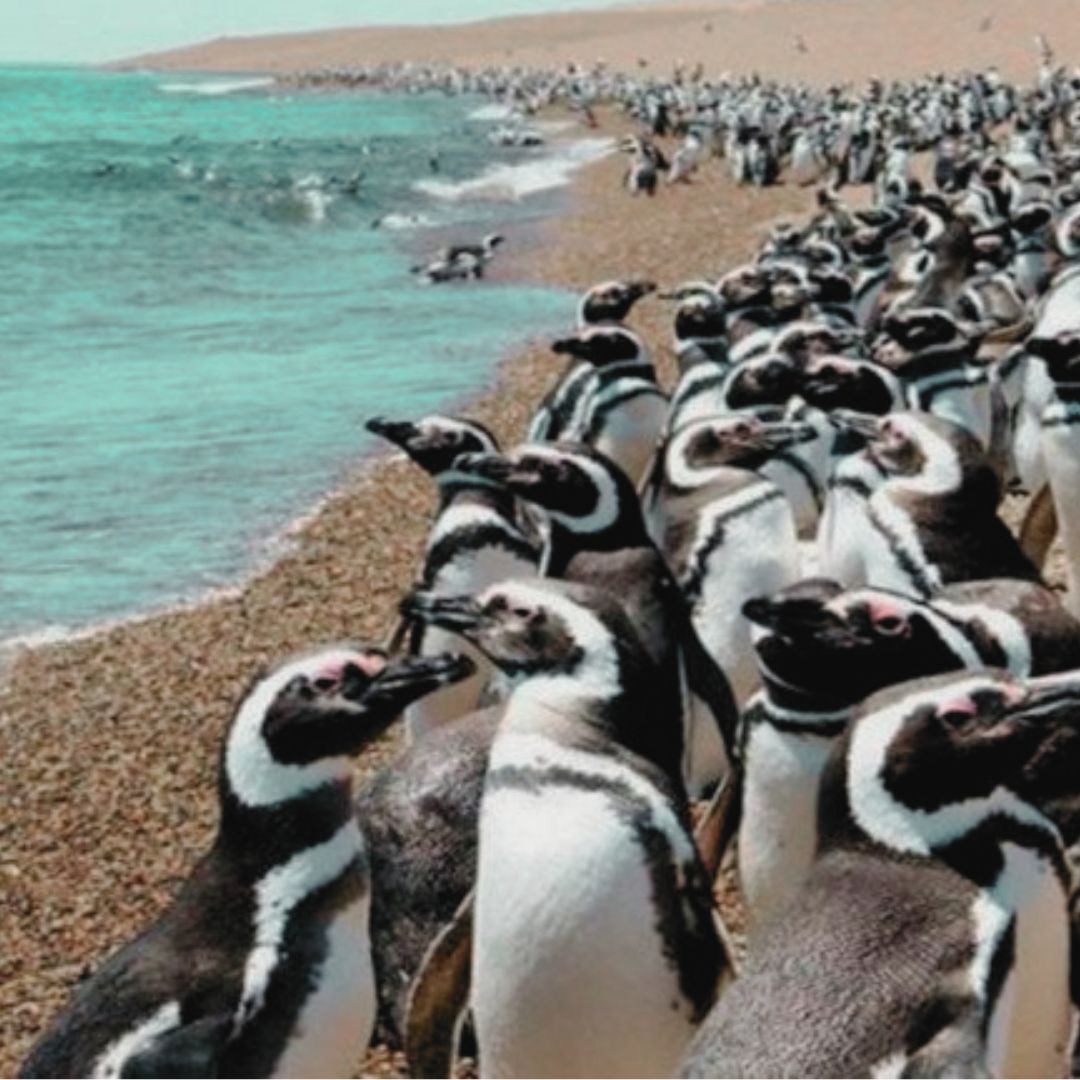 Pingüinera Punta Tombo