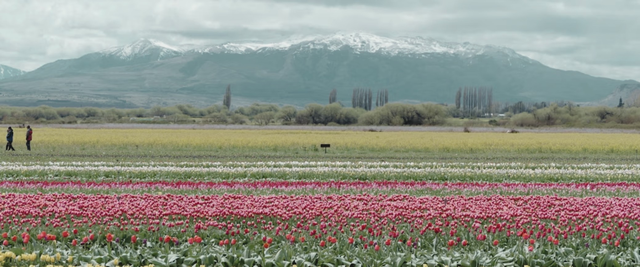 Puerto Madryn: especial tulipanes