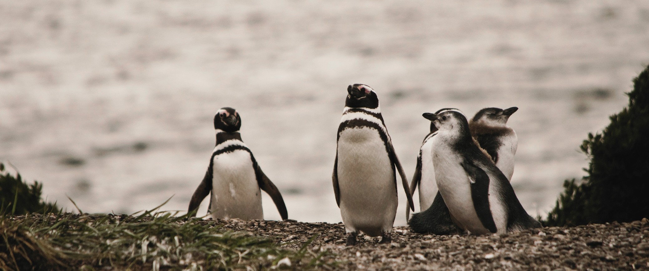 Puerto Madryn: ballenas, pingüinos y lobos marinos