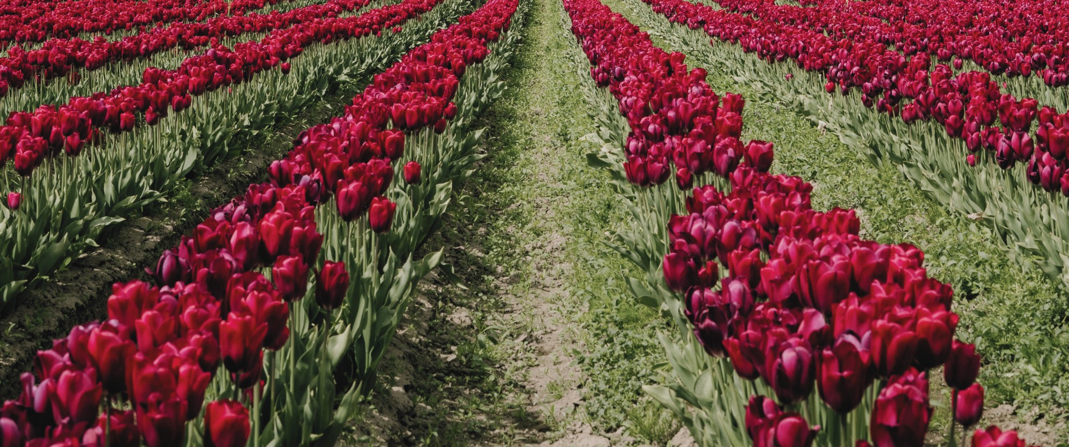 Campo de Tulipanes | Aéreo